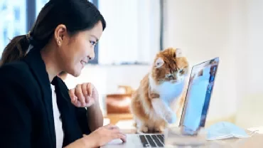 Person sitting at a desk looking at a laptop, cat nearby