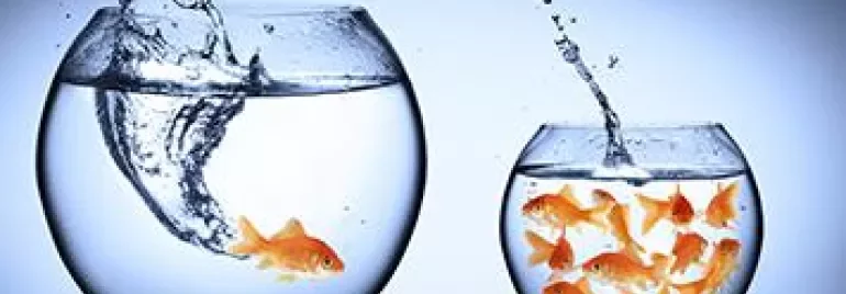 一條金魚從擁擠的魚缸跳入較大的魚缸。