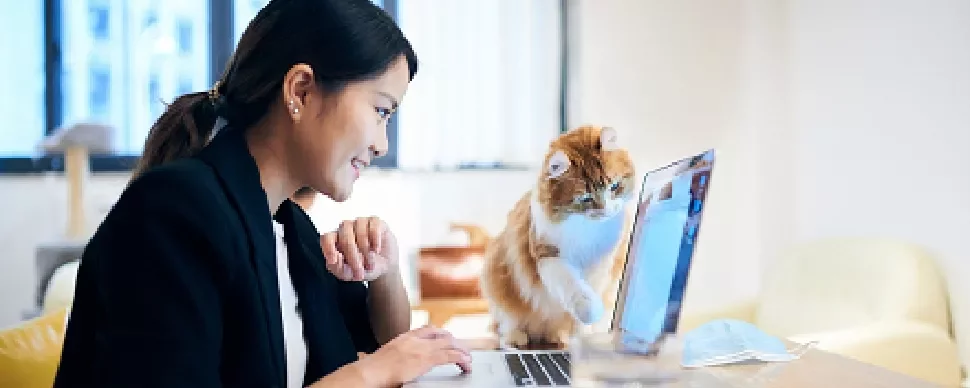 Person sitting at a desk looking at a laptop, cat nearby